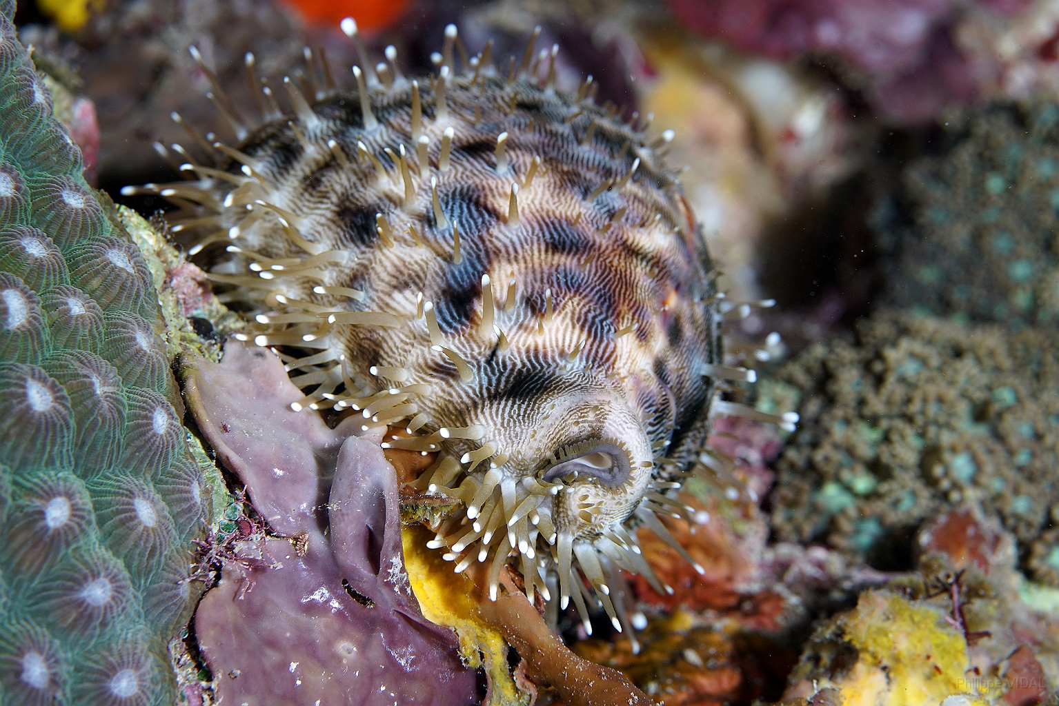 Banda Sea 2018 - DSC06307_rc - Tiger cowrie - Porcelaine tigre - Cypraea tigris.jpg